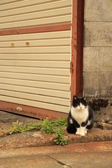 猫とシャッター 猫,野良猫,地域猫の写真素材