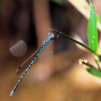 Narrow-spotted dragonfly, JPG Narrow-spotted dragonfly, JPG