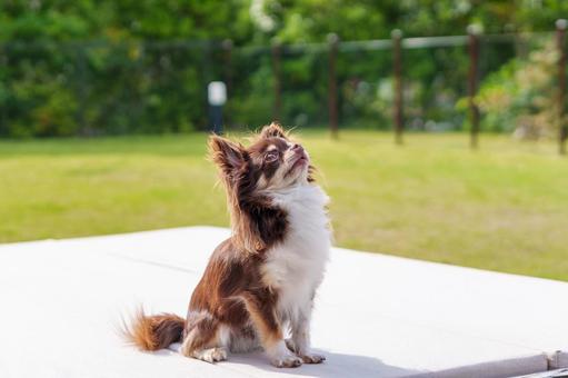 Photo, dog, chihuahuasa, a smile, 