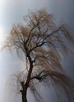 風になびくしだれ柳 風になびくしだれ柳 しだれ柳,強風,風の写真素材