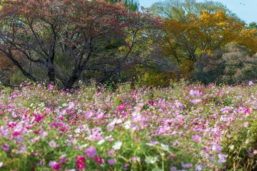 コスモスと紅葉した木々 美しい風景,紅葉,コスモスの写真素材