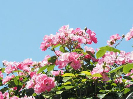 薔薇 薔薇の写真