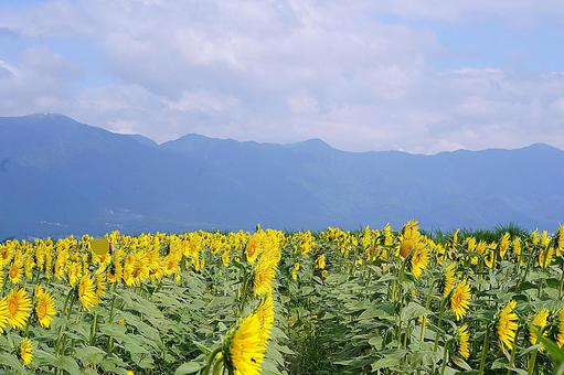 第1なぎさ公園 ひまわり2025年 61 第1なぎさ公園 ひまわり2025年 61 滋賀県,守山市,第1なぎさ公園の写真素材