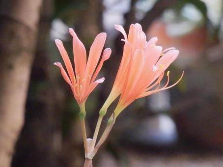 【花の写真】庭に咲くキツネノカミソリ 【花の写真】庭に咲くキツネノカミソリの写真