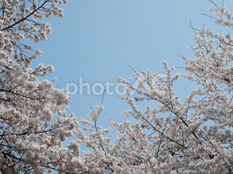 満開の桜 桜,青空,空の写真素材