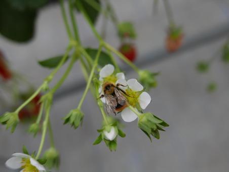 ミツバチ ミツバチ ミツバチ,花の蜜,密を吸う蜂の写真素材