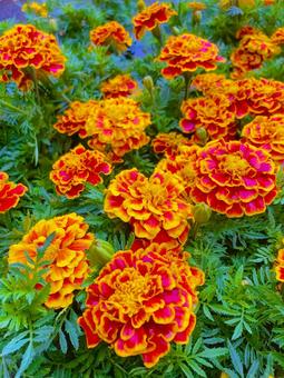 Marigold, JPG Marigold, JPG