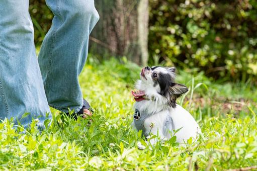 とっても甘えん坊なチワワ とっても甘えん坊なチワワ ちわわ,チワワ,犬の写真素材