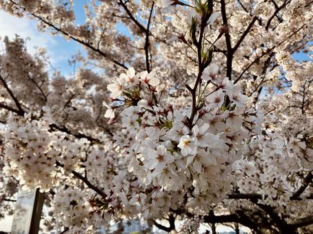 満開の桜 満開の桜 桜,満開,花の写真素材
