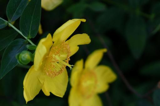 金色に輝く梅の花 金色に輝く梅の花 キンシバイ,花,オトギリソウ科の植物の写真素材