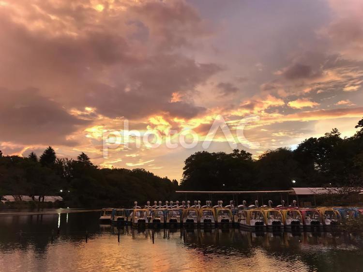 綺麗な朝焼けの井の頭公園 水,鏡,反射の写真素材