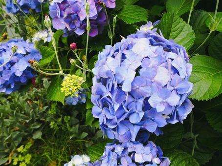 紫陽花 紫陽花 紫陽花,綺麗,6月の写真素材