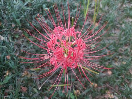 彼岸花の花 彼岸花の花の写真
