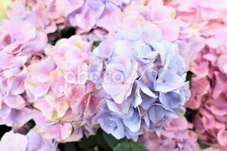 淡い色のあじさい あじさい,紫陽花,花の写真素材