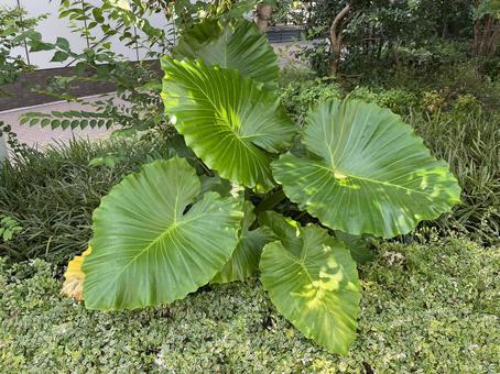 路傍のクワズイモ クワズイモ,観葉植物,ガーデニングの写真素材
