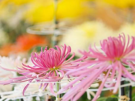 菊 菊 菊,菊の花,キクの写真素材