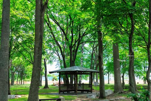 新緑が美しい公園 新緑が美しい公園 新緑が美しい公園,東屋,緑の写真素材