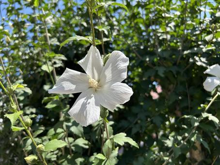 白いフヨウの花 白いフヨウの花の写真