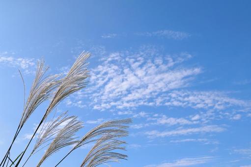 秋空とススキ 秋空とススキの写真