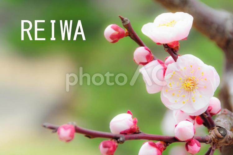 新元号「令和」のイメージ 令和,reiwa,元号の写真素材