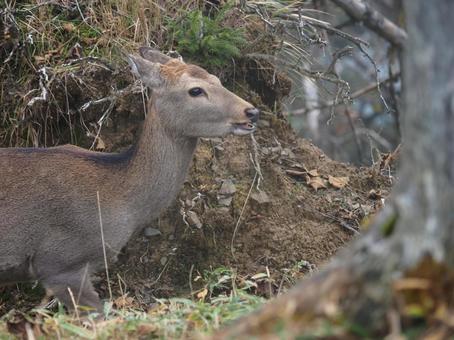 野生の二ホンジカ(大菩薩嶺) 野生の二ホンジカ(大菩薩嶺) 鹿,二ホンシカ,野生の写真素材