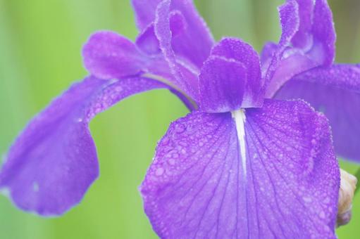 Iris, JPG