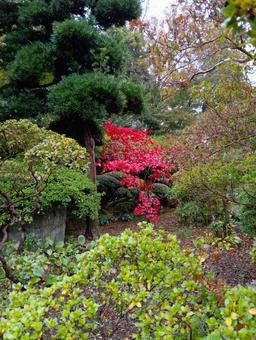 紅一点　観音寺　千葉県柏市 紅一点,もみじ,境内の写真素材
