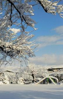 雪化粧 雪化粧の写真