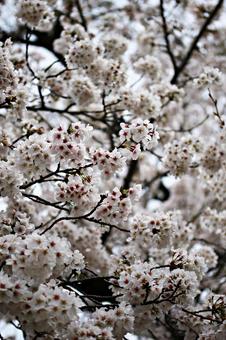 桜 桜の写真
