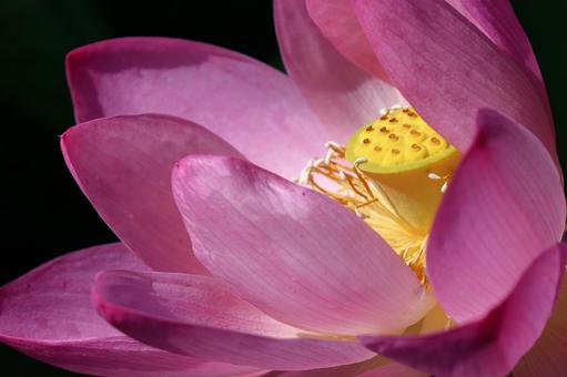神聖な花 神聖な花の写真