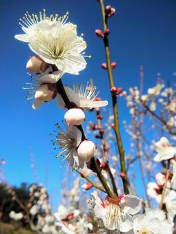 早春の梅の花 梅の花,寒梅,花の写真素材