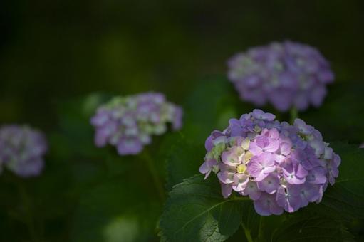 紫陽花 紫陽花の写真