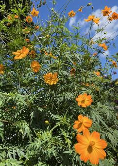 オレンジ色の花(黄花コスモス) オレンジ色の花(黄花コスモス)の写真