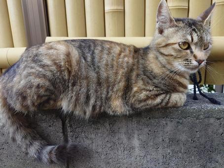 キジトラネコの写真