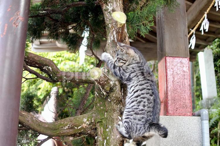 木登りをするねこ 猫,ねこ,ネコの写真素材