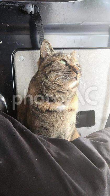 しあわせの麦わら猫(黄昏編) 猫,ねこ,ネコの写真素材