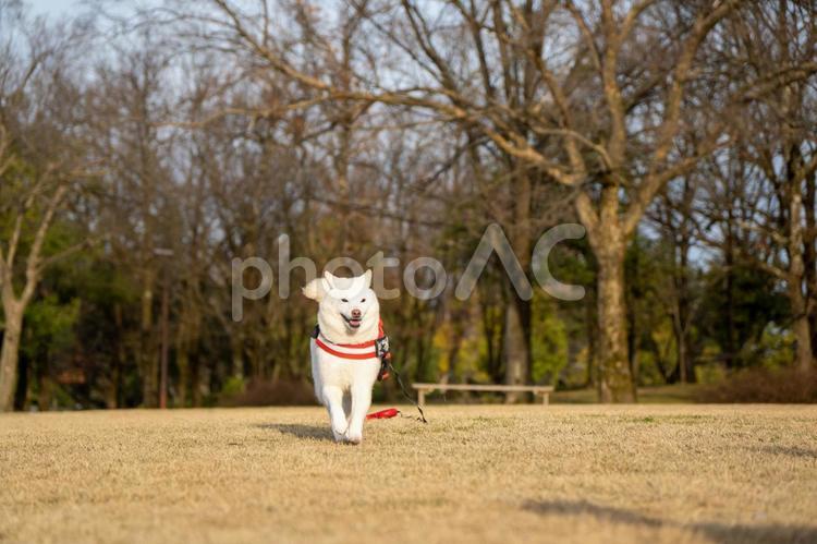 春の公園で散歩する柴犬 柴犬,柴,春の写真素材