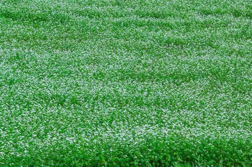 蕎麦の花が一面に咲き誇る緑豊かな高原風景 蕎麦,畑,風景の写真素材