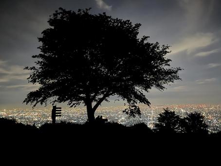 夜景を見下ろす一本の木と展望風景 夜景を見下ろす一本の木と展望風景の写真