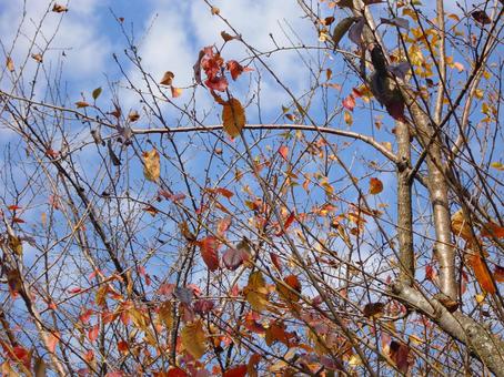 Remaining Autumn Leaves-3, JPG Remaining Autumn Leaves-3, JPG