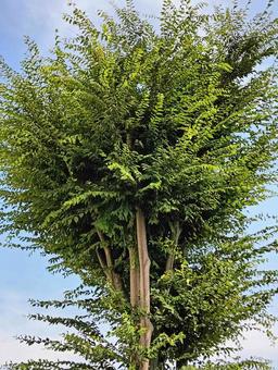 木 木 木,緑,葉の写真素材