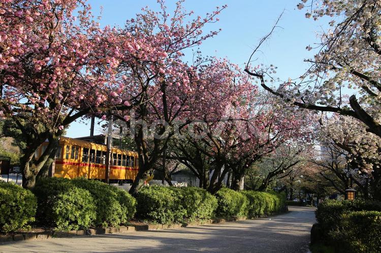 飛鳥山公園の桜　都電と桜 飛鳥山公園,北区飛鳥山,飛鳥山の桜の写真素材