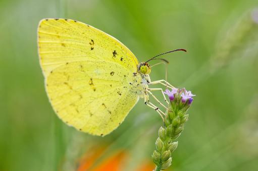 花の蜜を吸うキタキチョウ 花の蜜を吸うキタキチョウ キタキチョウ,北黄蝶,黄色の写真素材