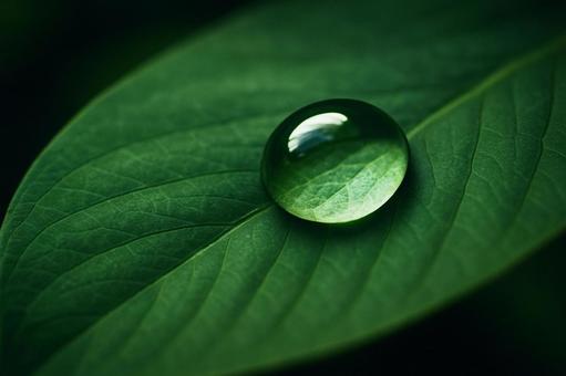 緑の葉の上で輝く一粒のきれいな水滴の写真