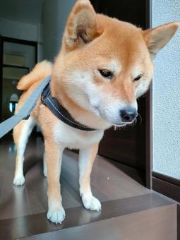 お散歩待ちの柴犬! お散歩待ちの柴犬! 犬,シバ,shibainuの写真素材
