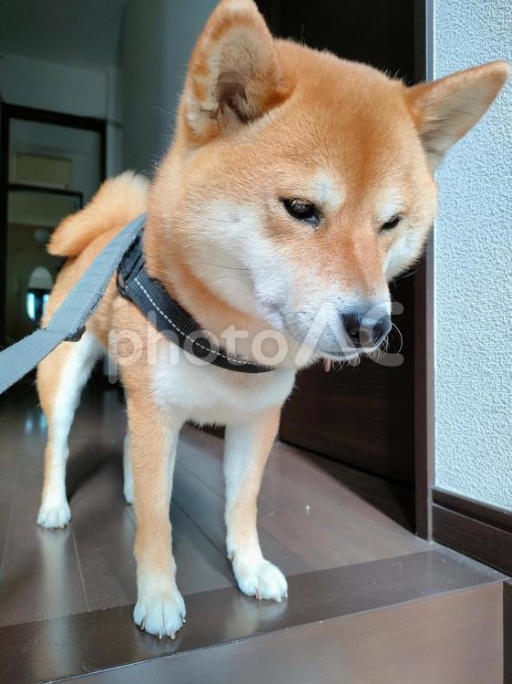 お散歩待ちの柴犬！ 犬,シバ,shibainuの写真素材