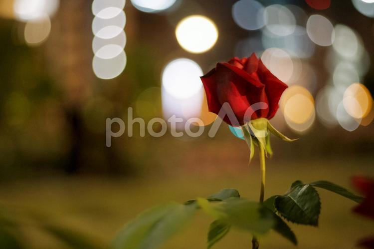 1輪の赤い薔薇 薔薇,バラ,ばらの写真素材