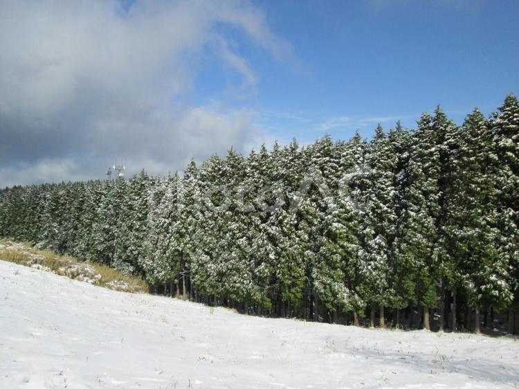 冬の大和葛城山の山頂広場で雪を被った針葉樹林 冬,雪,雲の写真素材