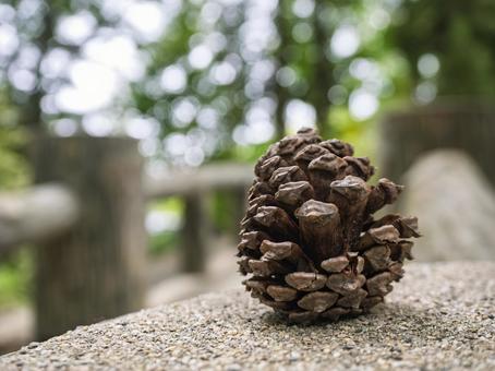 秋の公園に落ちた松ぼっくり 松ぼっくり,秋,自然の写真素材