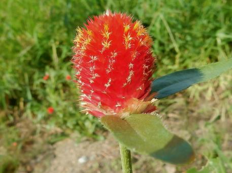 【花の写真】センニチコウ(千日紅) 【花の写真】センニチコウ(千日紅)の写真
